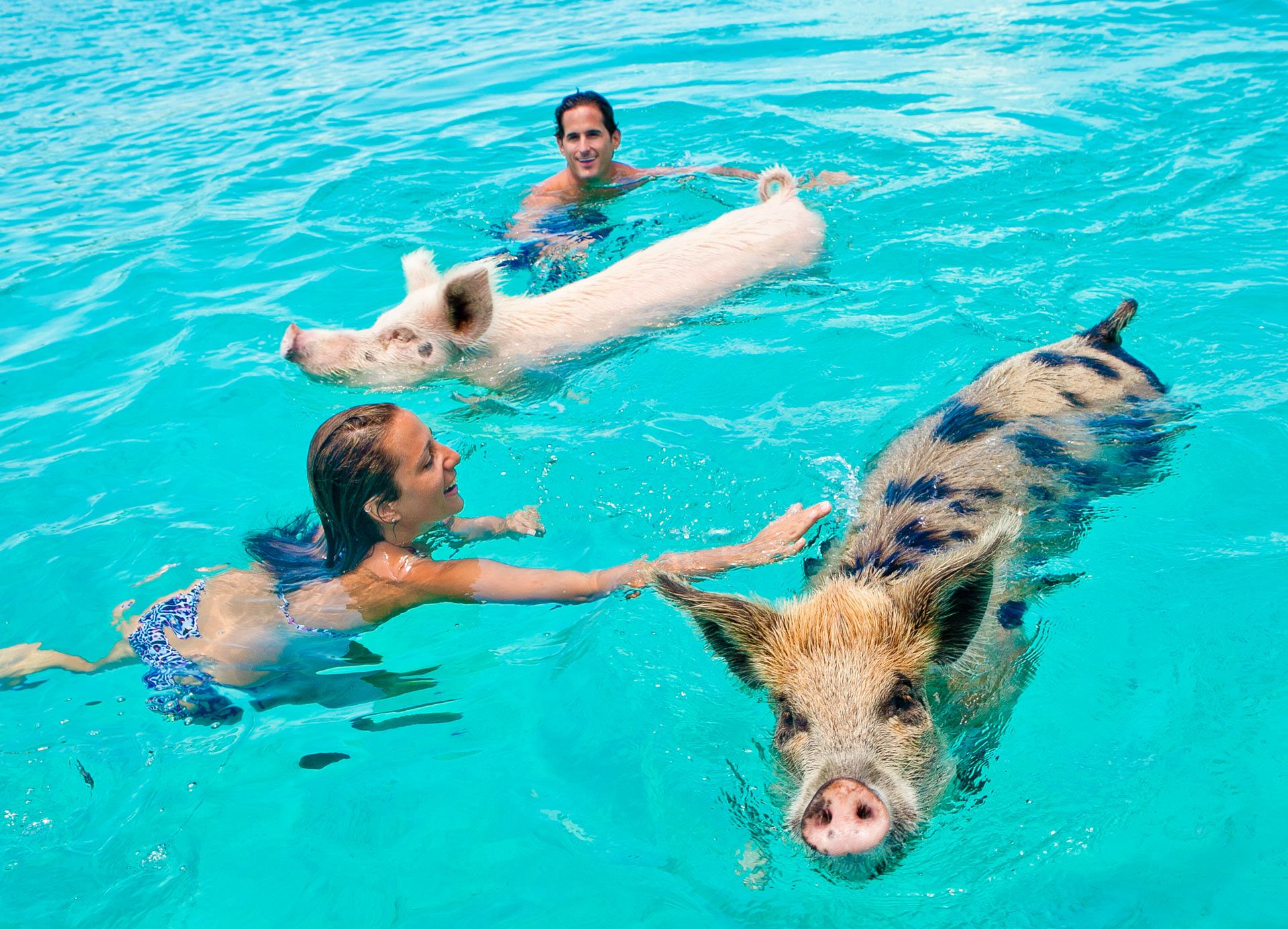 Swimming with the pigs