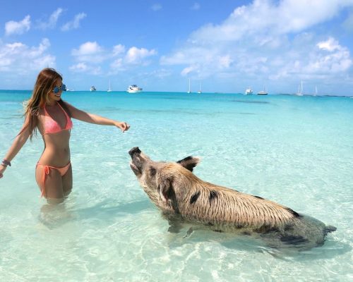 pig-beach