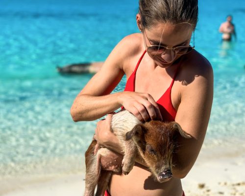 Swimming Pigs Island at Big Major Cay, close to Staniel Cay in Exuma Bahamas
